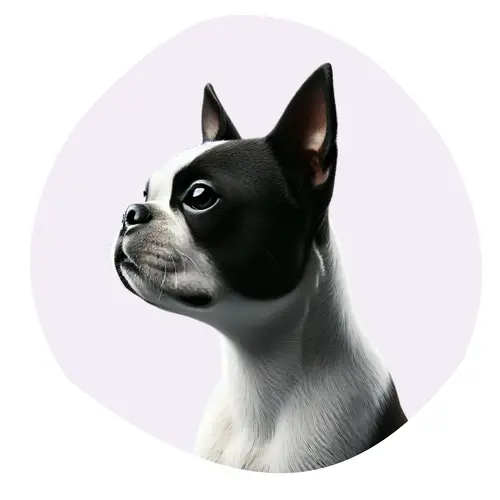 Terrier de Boston